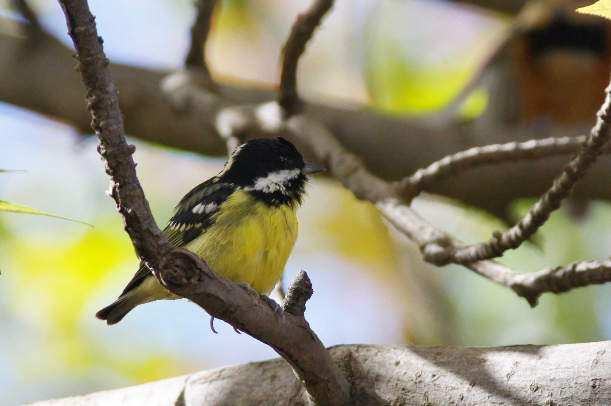 Photo of Yellow-bellied Tit at 小幡 by KERON