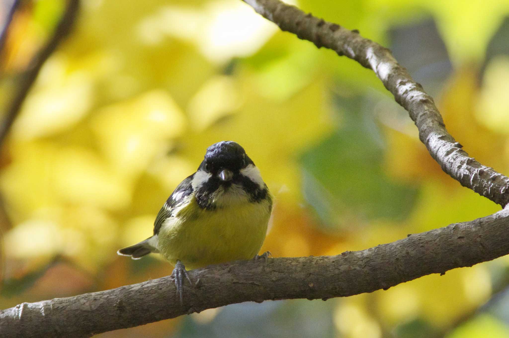Photo of Yellow-bellied Tit at 小幡 by KERON
