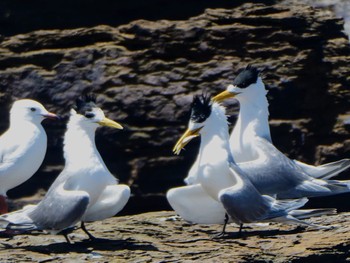 Greater Crested Tern Long Reef(Australia, NSW) Sun, 11/6/2022