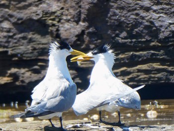 Greater Crested Tern Long Reef(Australia, NSW) Sun, 11/6/2022