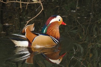 2022年11月6日(日) 奈良山公園の野鳥観察記録