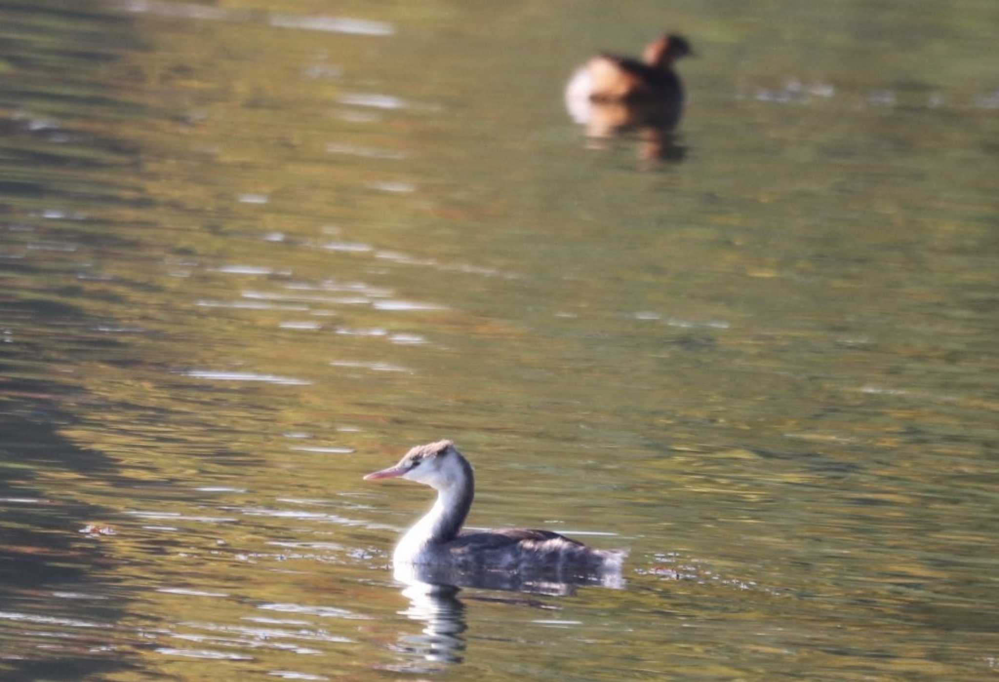 Photo of Great Crested Grebe at 入間川(笹井堰周辺) by ひろ