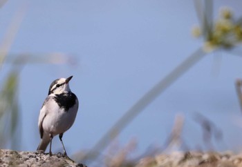 White Wagtail 入間川(笹井堰周辺) Sun, 11/6/2022