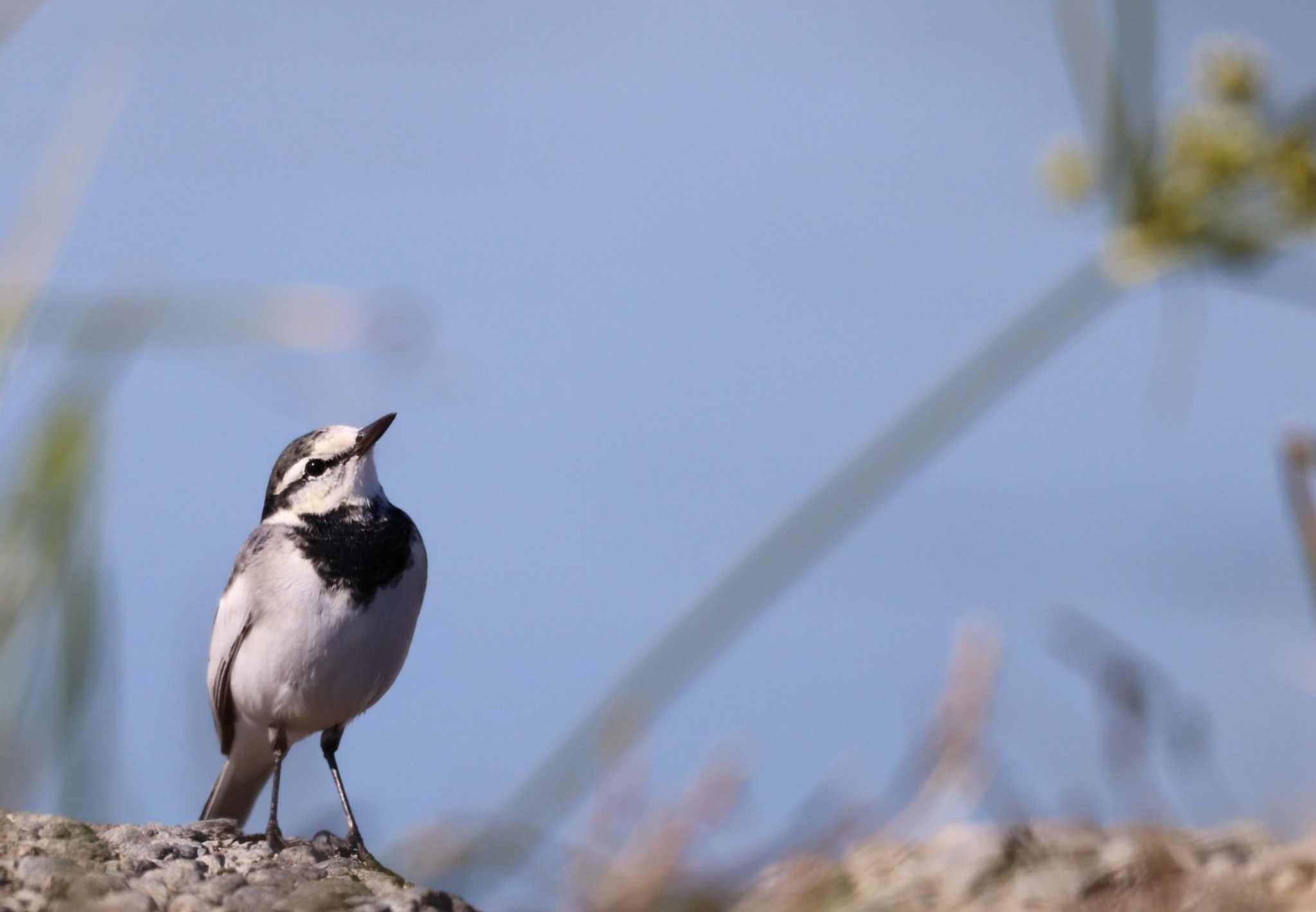 Photo of White Wagtail at 入間川(笹井堰周辺) by ひろ