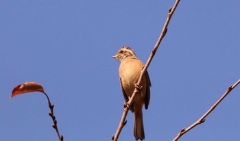 Meadow Bunting 入間川(笹井堰周辺) Thu, 11/3/2022