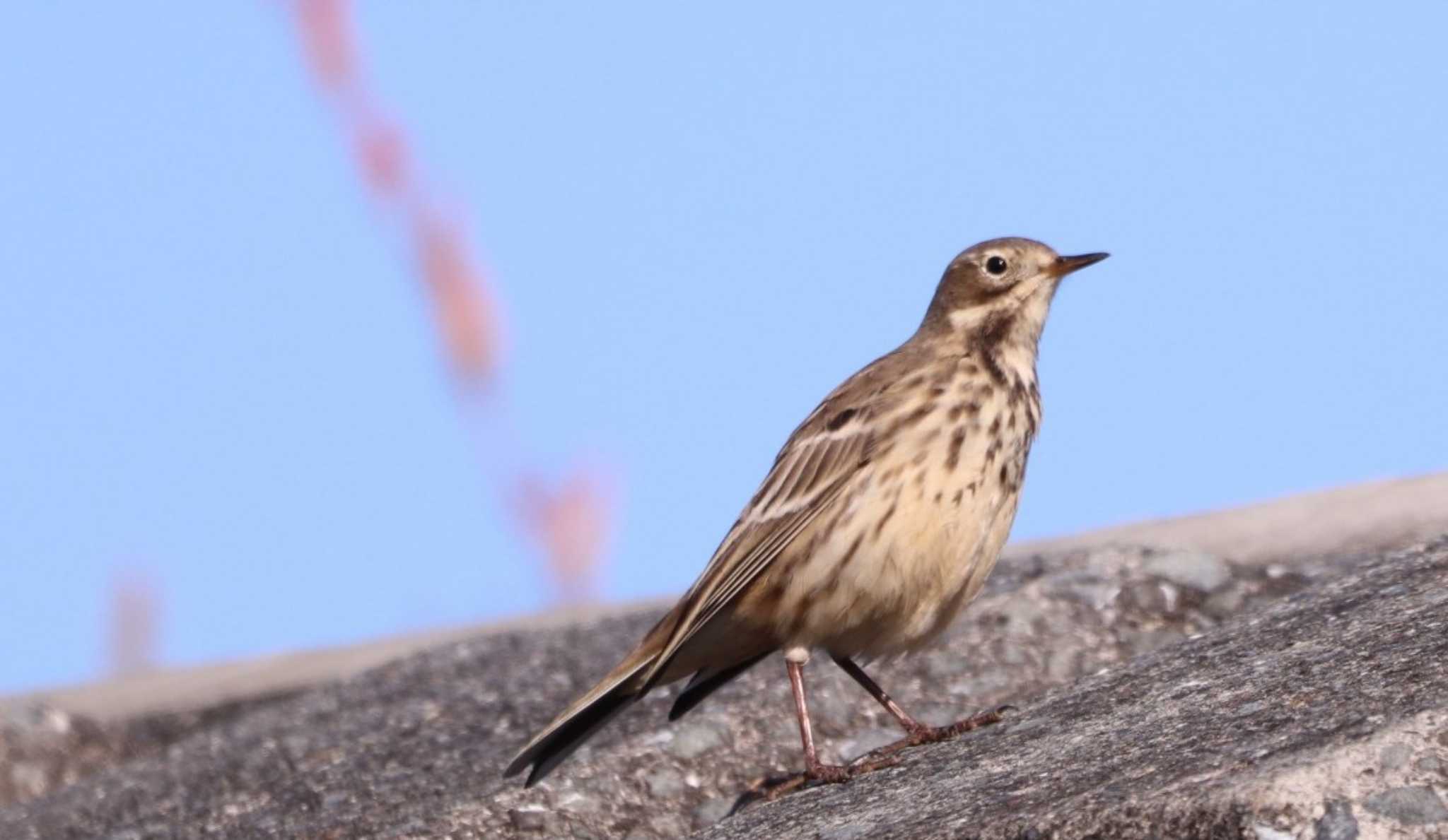 Photo of Water Pipit at 入間川(笹井堰周辺) by ひろ