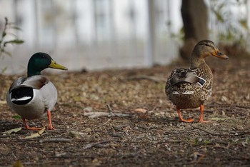 マガモ 昆陽池公園 2018年2月22日(木)