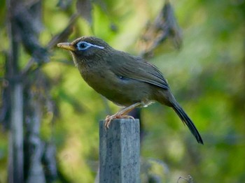 2022年11月6日(日) 浅羽ビオトープの野鳥観察記録