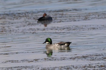 Falcated Duck 岸和田市内 Sat, 11/5/2022