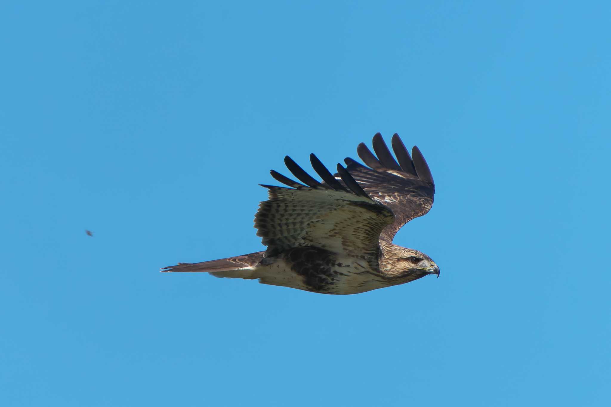 Photo of Eastern Buzzard at 明石市 by 禽好き