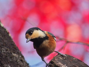 2022年11月4日(金) 御岳山の野鳥観察記録