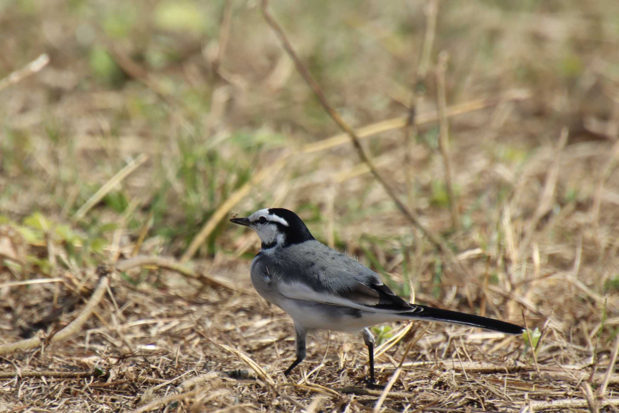 White Wagtail