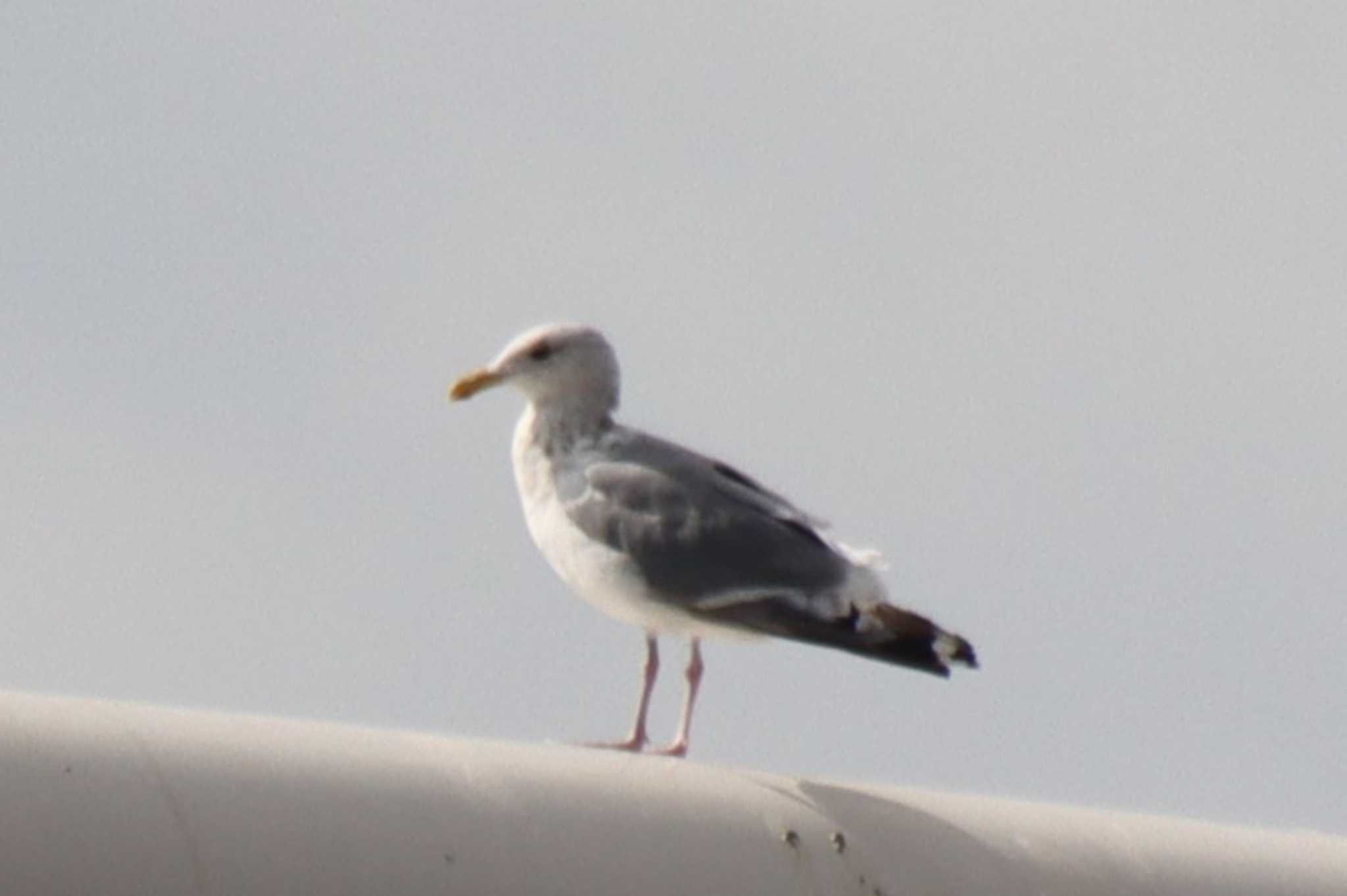 Common Gull