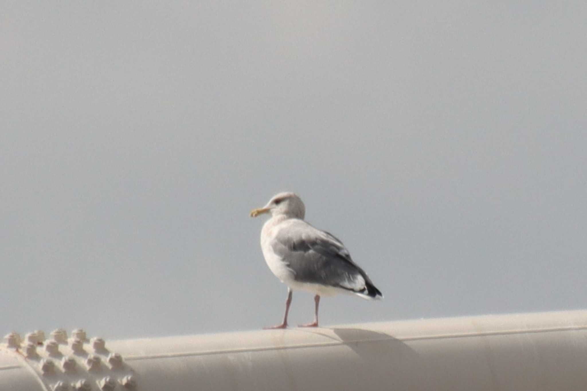 Common Gull