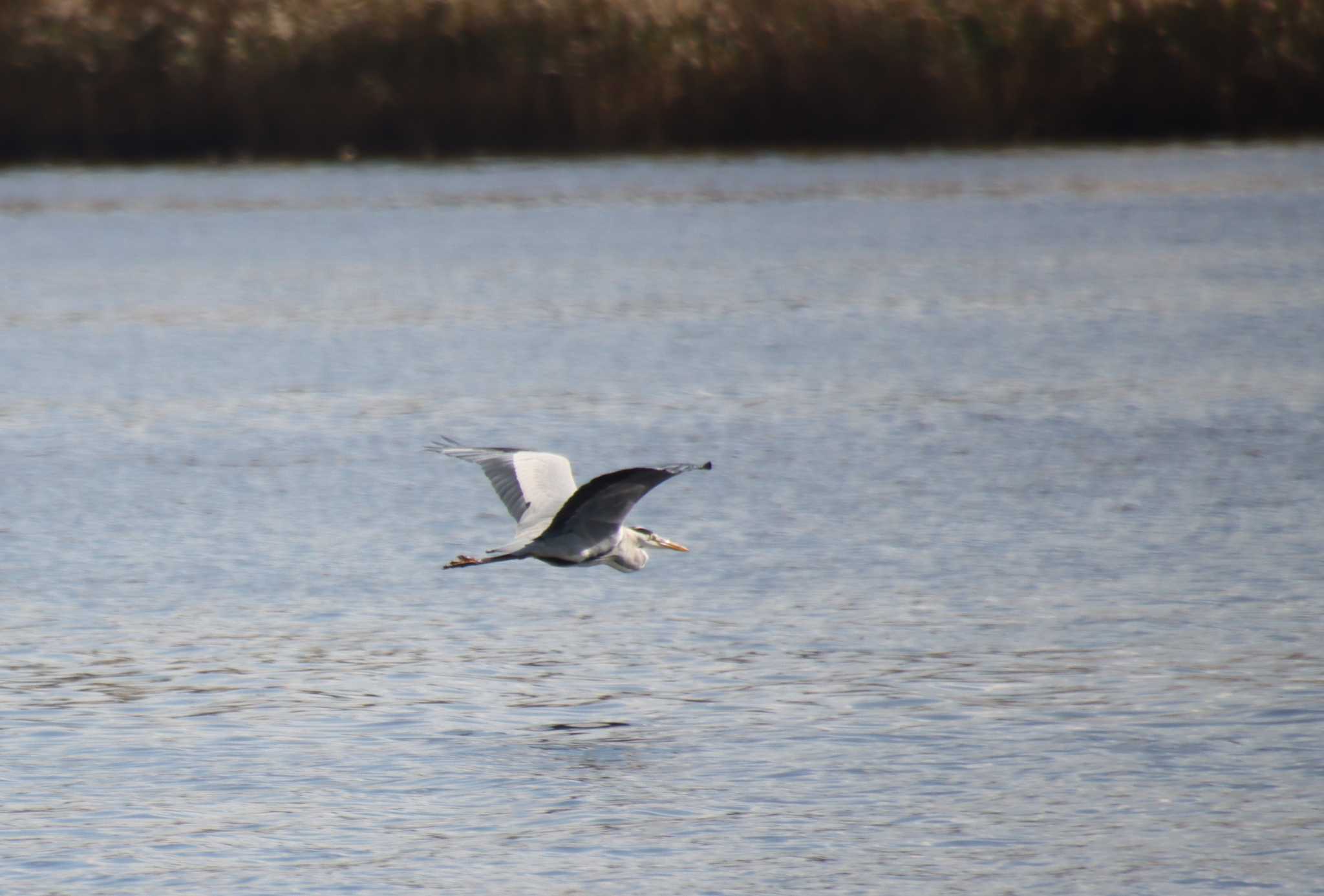 Grey Heron