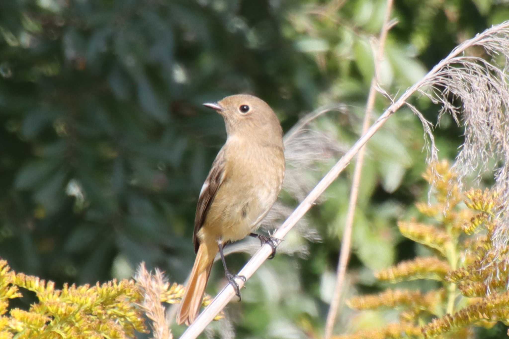 Daurian Redstart