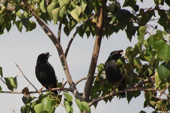 2022年11月5日(土) 淀川河川公園の野鳥観察記録