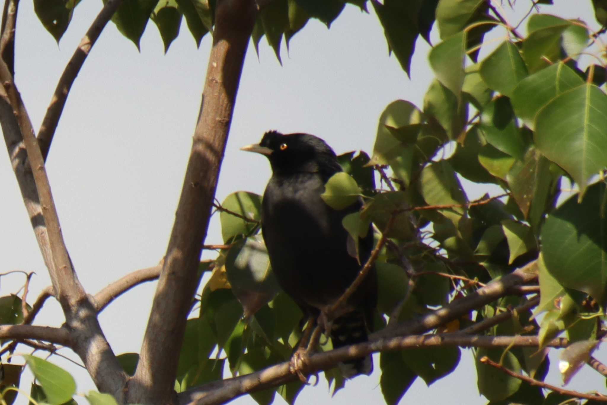 Crested Myna