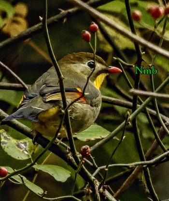 Red-billed Leiothrix Unknown Spots Unknown Date