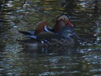 Mandarin Duck Mizumoto Park Sun, 11/6/2022