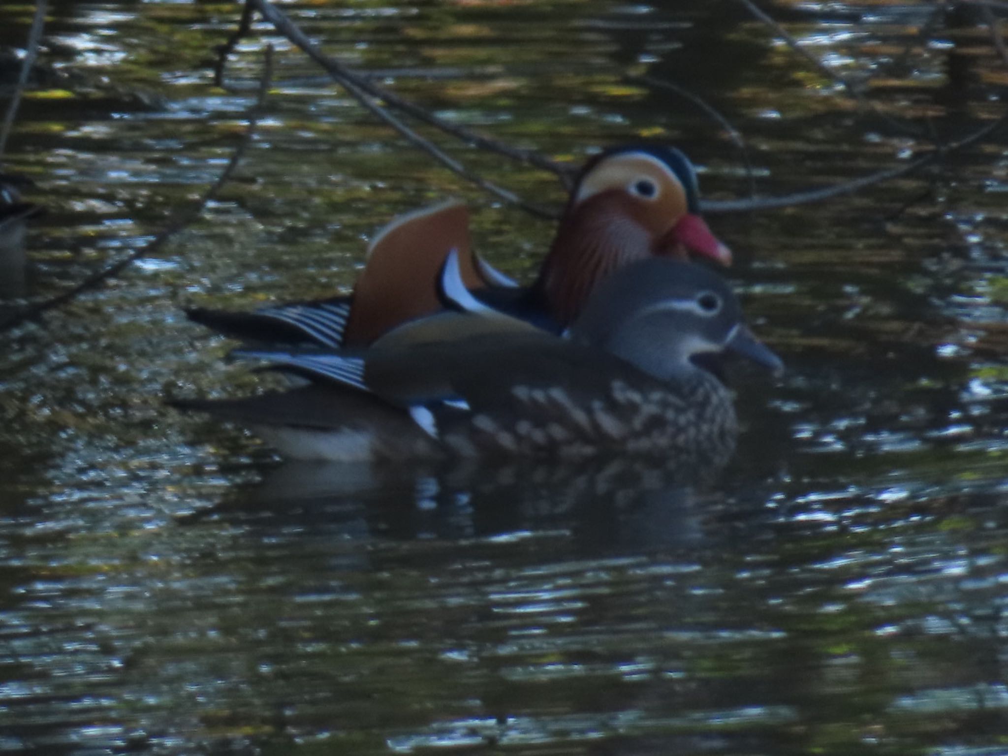 Photo of Mandarin Duck at Mizumoto Park by toritoruzo 