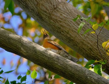 Brown-headed Thrush 東京都立桜ヶ丘公園(聖蹟桜ヶ丘) Mon, 11/7/2022