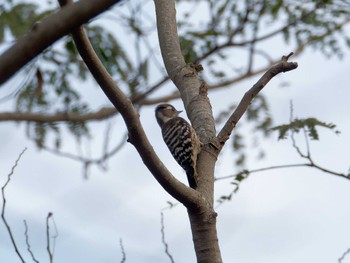 Japanese Pygmy Woodpecker 横浜市立金沢自然公園 Mon, 11/7/2022