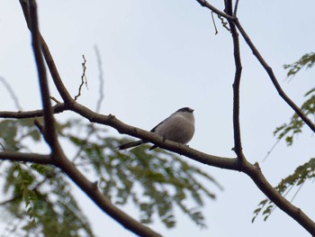 Long-tailed Tit 横浜市立金沢自然公園 Mon, 11/7/2022