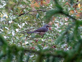 Brown-eared Bulbul 横浜市立金沢自然公園 Mon, 11/7/2022