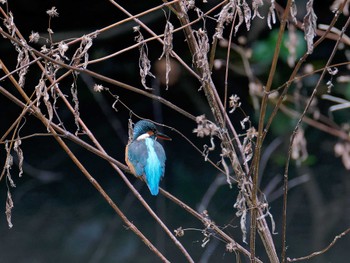 カワセミ 横浜市立金沢自然公園 2022年11月7日(月)