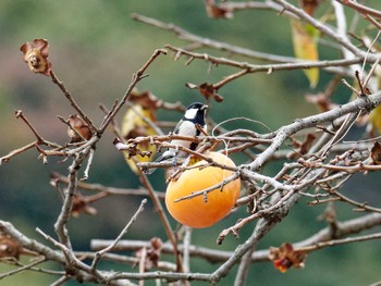 Japanese Tit 横浜市立金沢自然公園 Mon, 11/7/2022