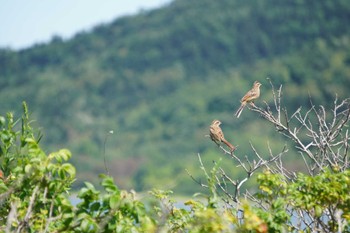 Meadow Bunting 能取湖 Wed, 8/17/2022