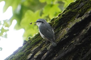 Eurasian Nuthatch(asiatica) 釧路市 Fri, 8/19/2022