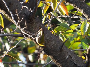 Warbling White-eye 東京都 Mon, 10/31/2022