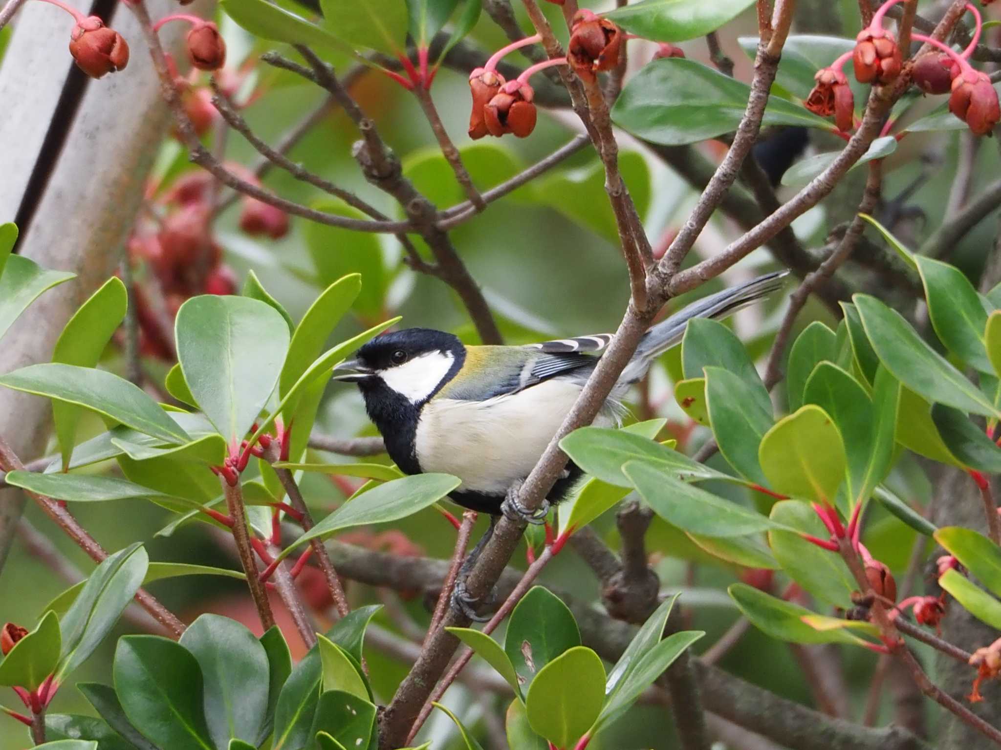 Photo of Japanese Tit at 東京都 by アカウント8018