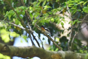 2022年5月7日(土) 新潟県の野鳥観察記録