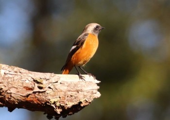 Daurian Redstart Chikozan Park Wed, 10/26/2022