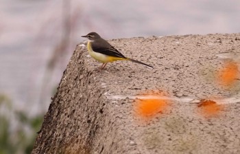 Grey Wagtail 入間川(笹井堰周辺) Sat, 10/22/2022