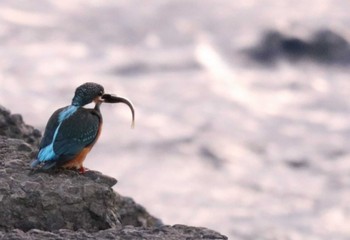 Common Kingfisher 入間川(笹井堰周辺) Sun, 10/30/2022