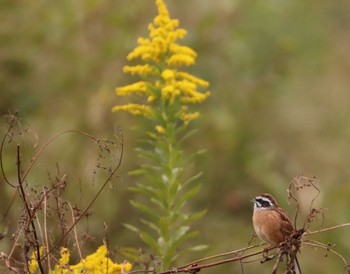 Meadow Bunting 入間川(笹井堰周辺) Sat, 10/22/2022