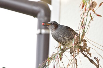 ヒヨドリ 佐賀県唐津市 2014年12月29日(月)