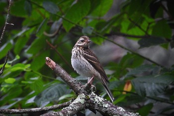 2022年8月6日(土) 富士山北麓の野鳥観察記録