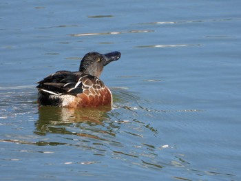 Sun, 11/6/2022 Birding report at Hattori Ryokuchi Park