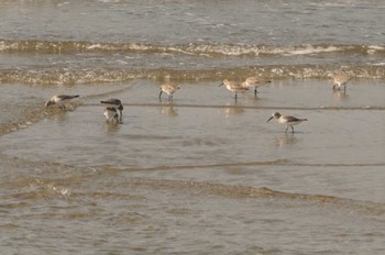 Dunlin 甲子園浜(兵庫県西宮市) Fri, 11/4/2022