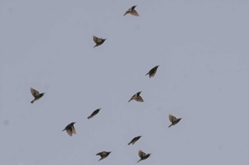 White-cheeked Starling 甲子園浜(兵庫県西宮市) Fri, 11/4/2022