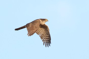 Eurasian Sparrowhawk Unknown Spots Thu, 11/3/2022