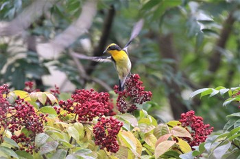 キビタキ 神戸市立森林植物園 2022年10月16日(日)