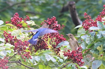 オオルリ 神戸市立森林植物園 2022年10月16日(日)