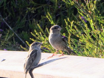 House Sparrow Penrith, NSW, Australia Sat, 11/5/2022