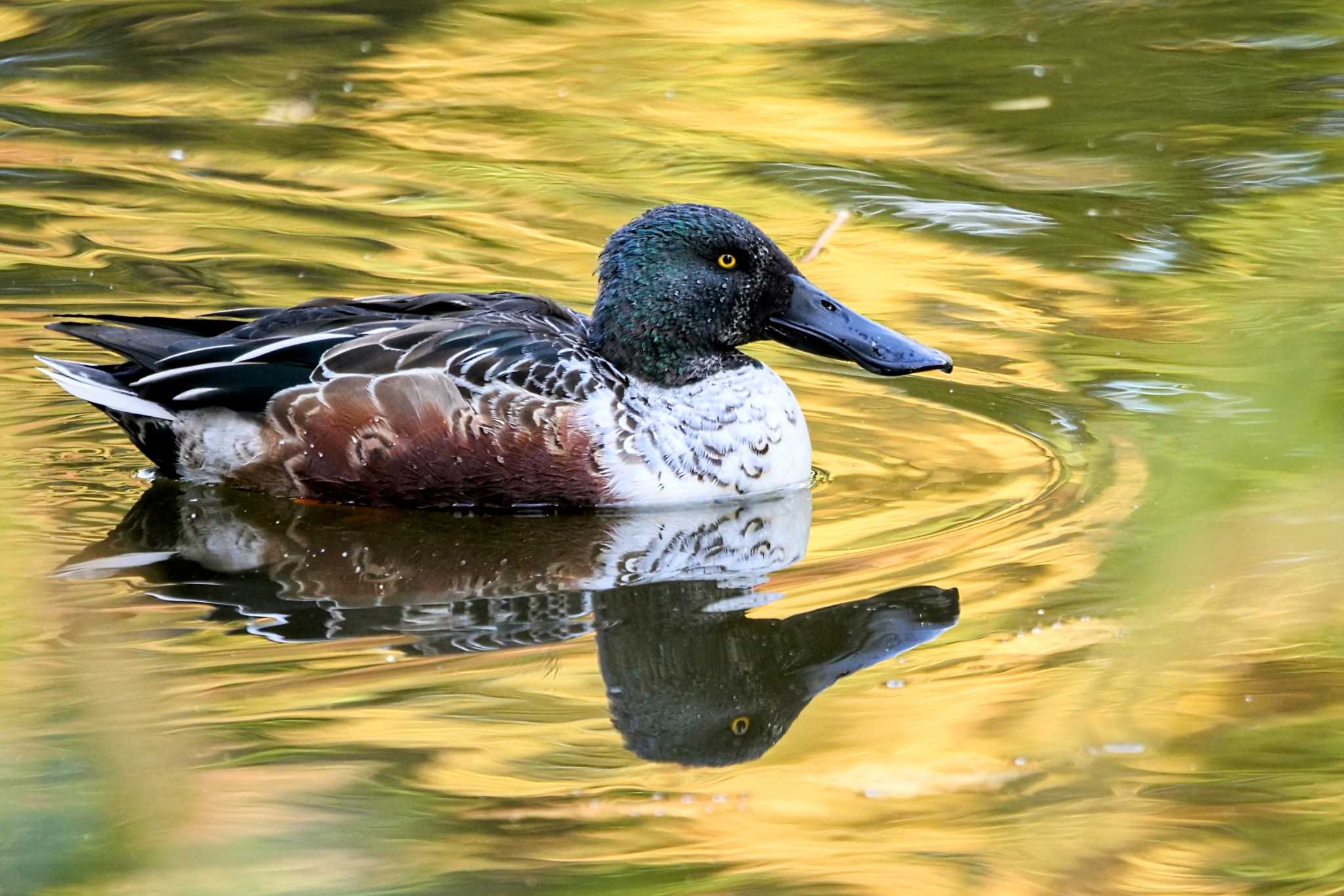 菊名池公園(神奈川県横浜市) ハシビロガモの写真 by でみちん